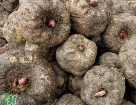 魔芋可以放冰箱嗎？魔芋能放冰箱冷藏嗎？