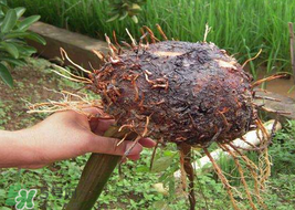 魔芋可以放冰箱嗎？魔芋能放冰箱冷藏嗎？