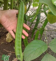 刀豆什么時候播種？刀豆幾月份播種