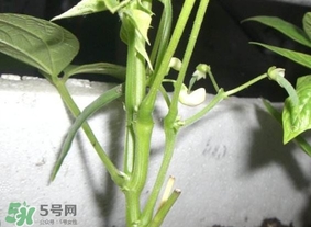 刀豆什么時候播種？刀豆幾月份播種
