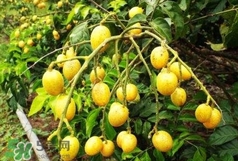 黃皮果可以泡酒嗎？黃皮果泡酒有什么作用