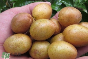 無核黃皮是轉(zhuǎn)基因嗎？無核黃皮和雞心黃皮哪個好