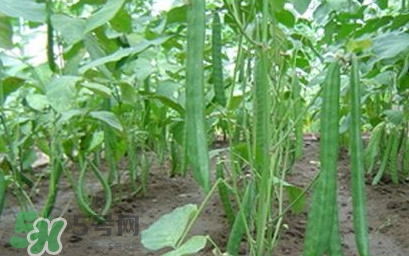 刀豆什么時候播種？刀豆幾月份播種