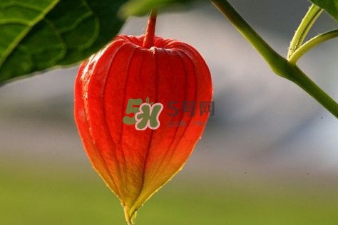 姑娘果多少錢一斤2017？姑娘果哪里有賣