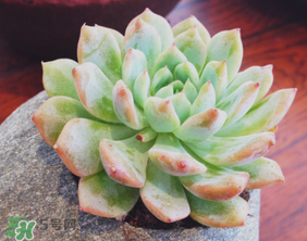 六月份可以買多肉嗎？六月可以種多肉嗎？