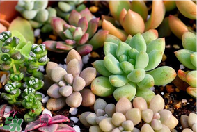 六月份可以買多肉嗎？六月可以種多肉嗎？