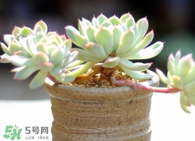 六月份可以買多肉嗎？六月可以種多肉嗎？