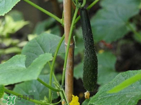 六月可以種黃瓜嗎？黃瓜什么時候播種？