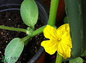 六月可以種黃瓜嗎？黃瓜什么時候播種？