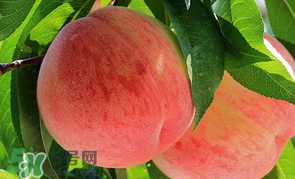 血桃孕婦可以吃嗎？孕婦能吃血桃嗎