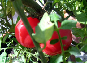 六月份可以種西紅柿嗎？西紅柿什么時候種？