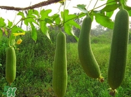 絲瓜水有什么作用？絲瓜水的功效與作用