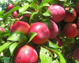 油桃怎么保存不會變軟？油桃怎么保存時間長？