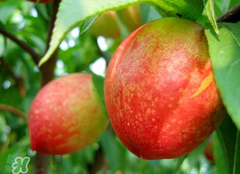 油桃怎么保存不會變軟？油桃怎么保存時間長？