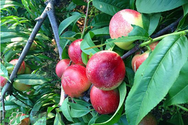 油桃和杏子能一起吃嗎？油桃能和杏子一起吃嗎？