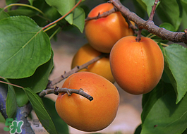 油桃和杏子能一起吃嗎？油桃能和杏子一起吃嗎？