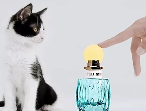 miumiu繆繆2017新款香水和老款香水哪個(gè)好_對比 miumiu繆繆2017新款香水和老款香水哪個(gè)好_對比