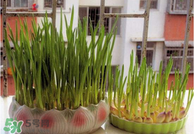 六月份可以種蒜嗎？大蒜一年可以種幾次？