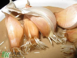 六月份可以種蒜嗎？大蒜一年可以種幾次？