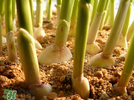 六月份可以種蒜嗎？大蒜一年可以種幾次？