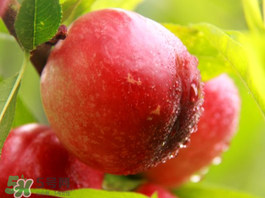 吃油桃會胖嗎？油桃的熱量多少？