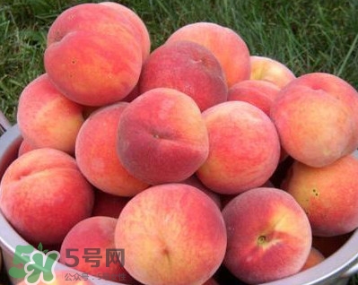 血桃?guī)啄陹旃?？血桃葉子什么顏色