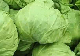 圓白菜是卷心菜嗎？圓白菜是不就是卷心菜