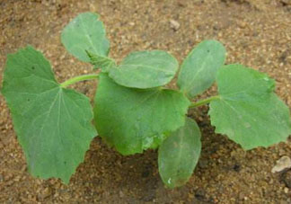 六月可以種黃瓜嗎？黃瓜什么時候播種？