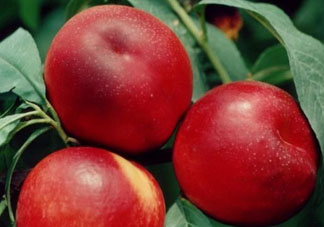 吃油桃會(huì)胖嗎？油桃的熱量多少？