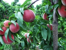 血桃?guī)啄陹旃?？血桃葉子什么顏色