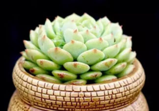 六月份可以買多肉嗎？六月可以種多肉嗎？