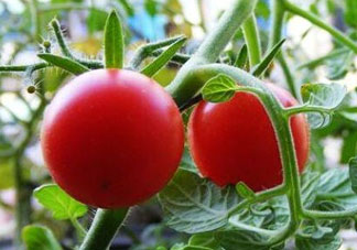 六月份可以種西紅柿嗎？西紅柿什么時候種？