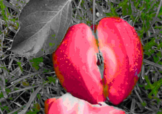 油桃和蘋(píng)果能一起吃嗎？吃完蘋(píng)果可以吃油桃嗎？