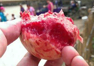 血桃多少錢一斤2017？血桃哪個(gè)品種最好吃