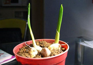 六月份可以種蒜嗎？大蒜一年可以種幾次？