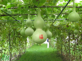 六月份可以種葫蘆嗎？葫蘆幾月份種？