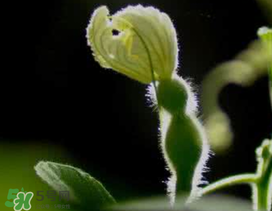 六月份可以種葫蘆嗎？葫蘆幾月份種？