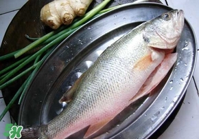 鱸魚是海鮮嗎？鱸魚是不是海鮮？