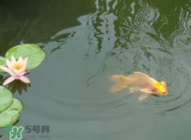 2017年夏至?xí)掠陠?？夏至下雨有什么說法？