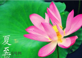 夏至是入伏嗎？夏至后多久入伏？