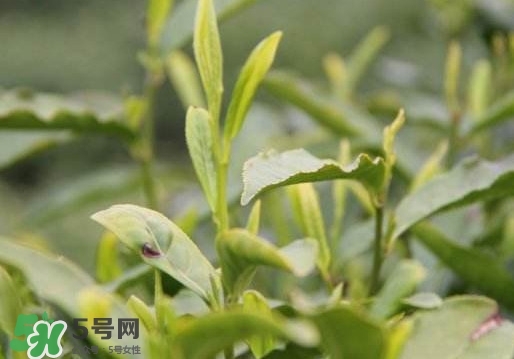 喝信陽毛尖有什么好處？信陽毛尖是紅茶還是綠茶？