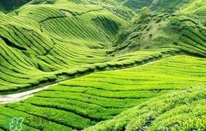 信陽毛尖產(chǎn)地在哪里？信陽毛尖主要產(chǎn)在哪些地方