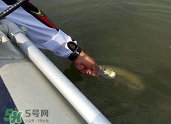 釣海鱸魚(yú)什么時(shí)候最好？釣海鱸魚(yú)用什么樣的魚(yú)餌？