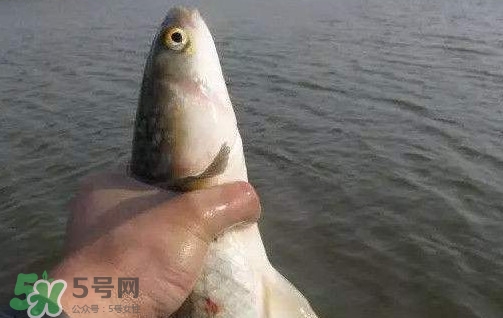 釣海鱸魚(yú)什么時(shí)候最好？釣海鱸魚(yú)用什么樣的魚(yú)餌？