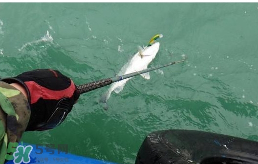 釣海鱸魚(yú)什么時(shí)候最好？釣海鱸魚(yú)用什么樣的魚(yú)餌？