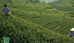 信陽毛尖產(chǎn)地在哪里？信陽毛尖主要產(chǎn)在哪些地方