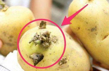 馬鈴薯有點(diǎn)綠能吃嗎？馬鈴薯有點(diǎn)發(fā)芽可以吃嗎