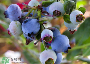 蘋果和藍莓能一起吃嗎？蘋果和藍莓干能一起吃嗎？