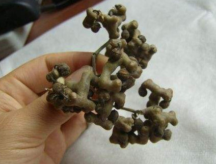 拐棗什么時(shí)候成熟？拐棗是什么樣的呀