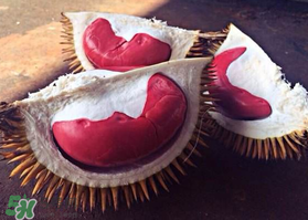 紅心榴蓮叫什么？紅心榴蓮是哪個國家產(chǎn)的？